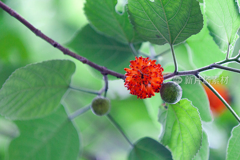 纸桑(Broussonetia papyrifera)